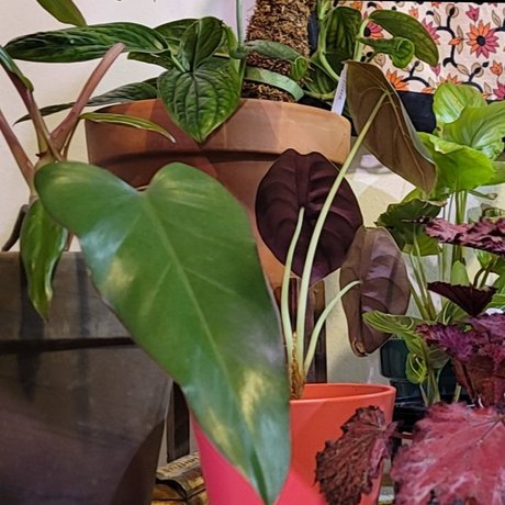 PlantsandNudes スターセックス 画像