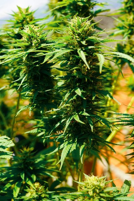 Dany Happy スター ギャラリー