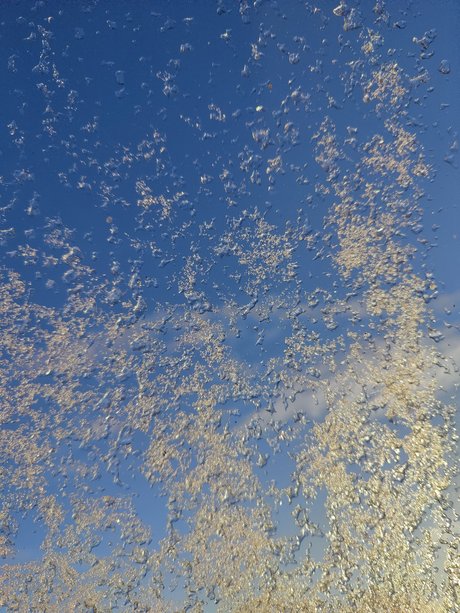 Potatis 限定スター 写真