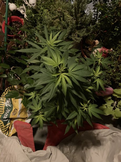 DonnieDepth エロティックなモデル 画像