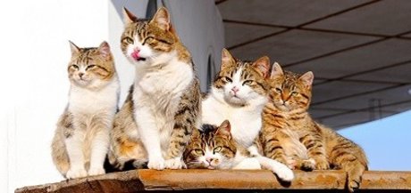 FAT CAT_ トップポルノスター ギャラリー