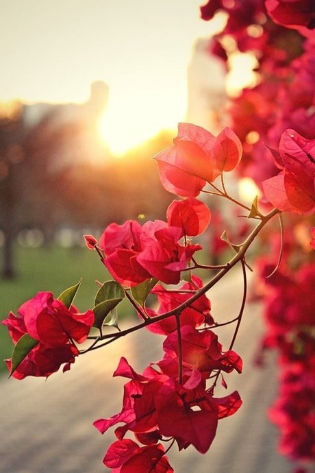 Red Enchantress ポルノ女優 写真