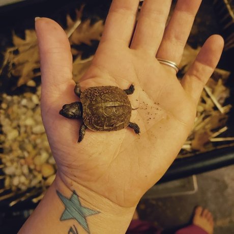 Rebel girl next door 高品質女優 ギャラリー