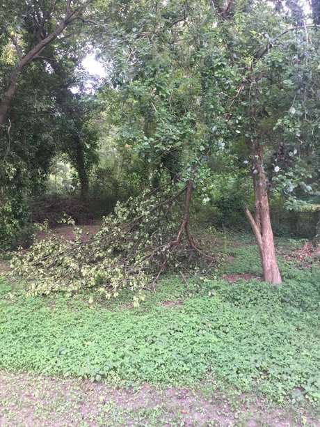 Tiger ポルノスター HD 写真