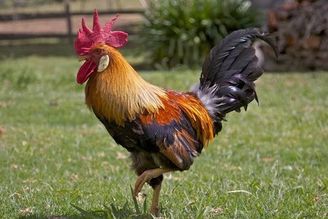 Rosa Valera スターセックス 画像