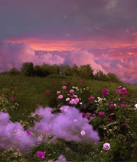 rosie booty アートスター 写真