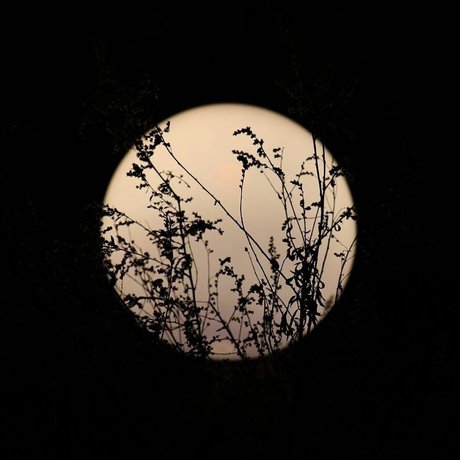 Chevy Douche かわいいポルノスター 画像