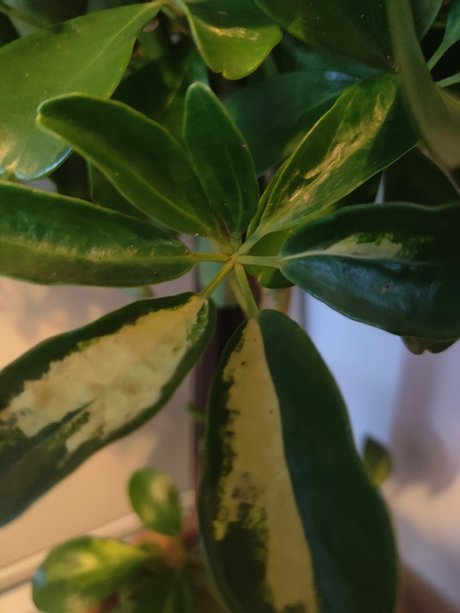 s1utty Shrubbery スターセックス 画像