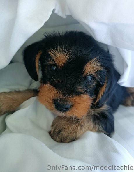 modeltechie 限定スター 写真