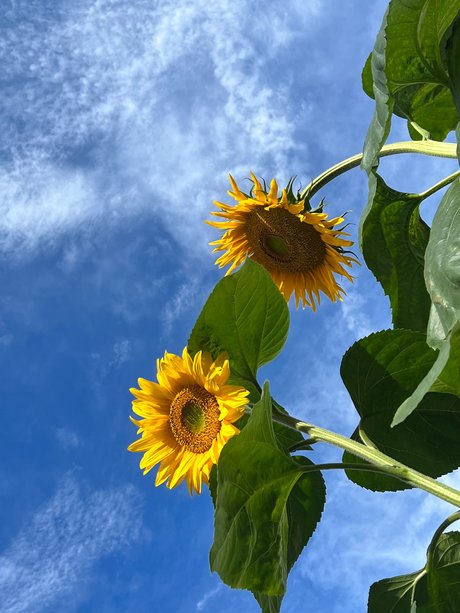 Szafyna セックスポルノスター ギャラリー