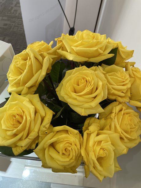 LittleToes 完璧なスター 写真