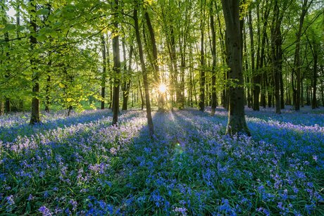 PersephonesPeach ポルノモデル 写真