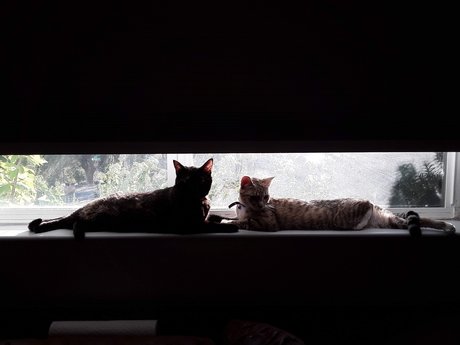 Nug 素敵なポルノスター 画像