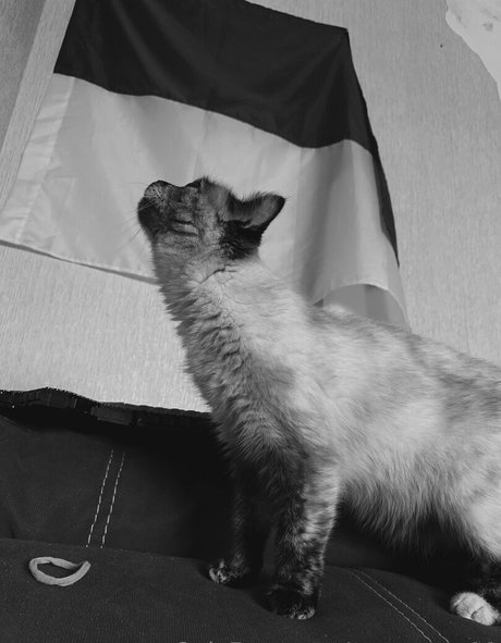 巨大なペニスオンリーファンズ トップ 画像