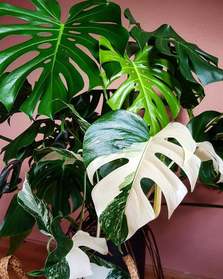 Monstera Mania 高品質女優 画像