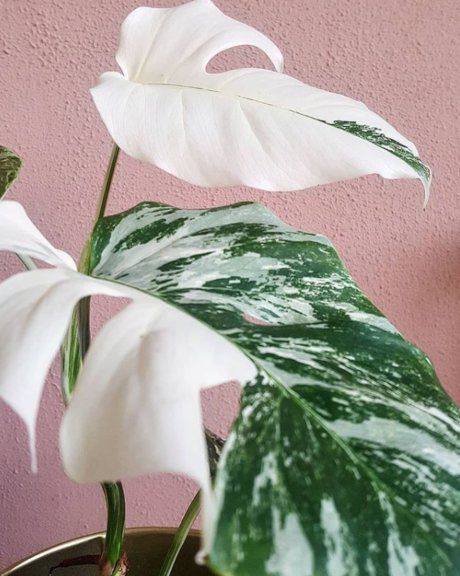 Monstera Mania アートモデル 写真
