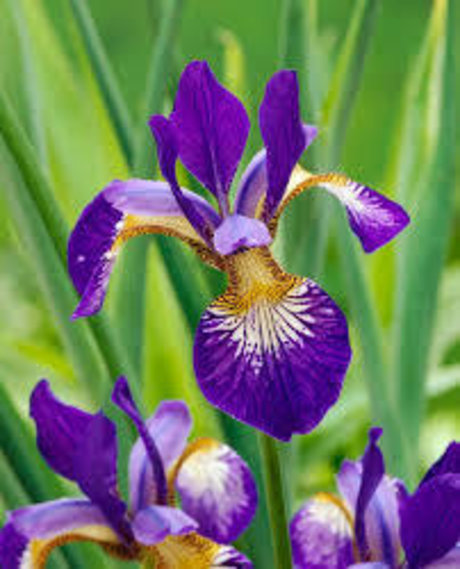 Iris CS 完璧なスター 画像