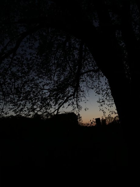 Clementine 素敵なスター 画像