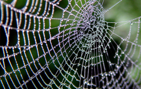 OrbWeaver アダルトモデル 写真