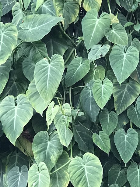 ピアス乳首オンリーファンズ 美しい裸 画像