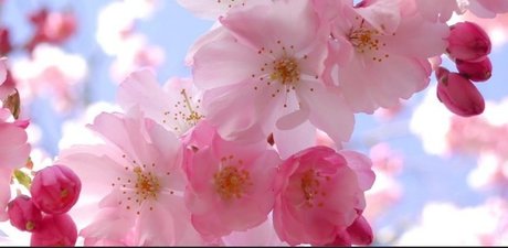 The Spider Queen 完璧なスター ギャラリー