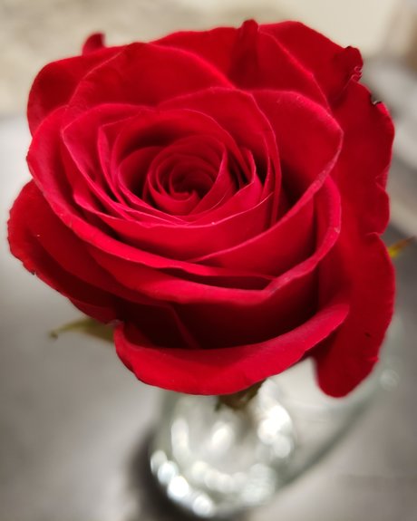 Micki Rayne ポルノモデル 画像