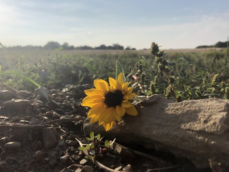 Summer Lyons 美しいスター アーカイブ