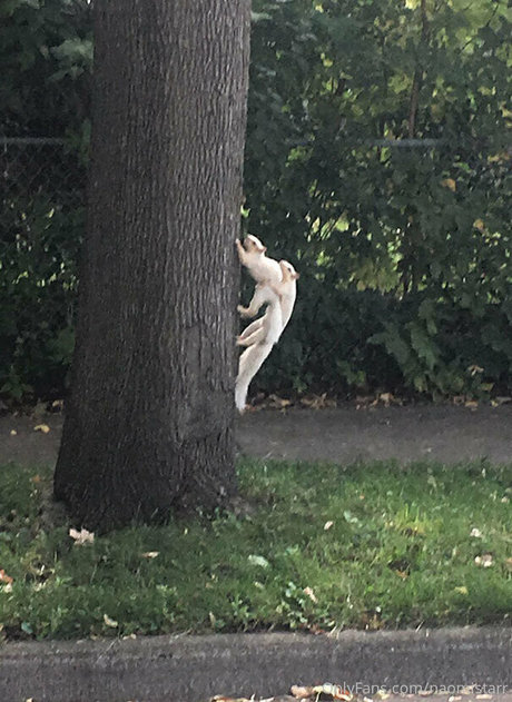 naomistarr 女優 写真