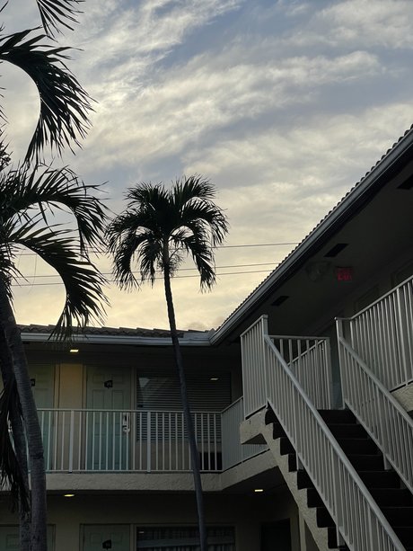 The Homoscorpion ホットスター 写真