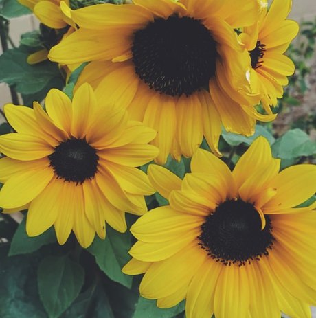 Regina George ヌードスター 画像