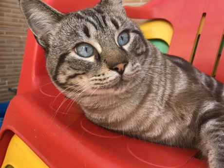 パウグプリンセスOnlyFans 無料xxx アーカイブ