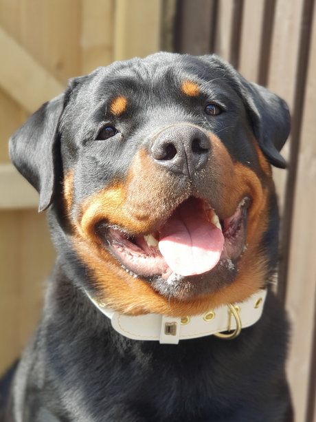 Silkin Day HDモデル 画像