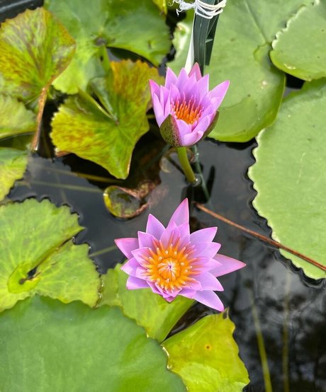 Plantbae ヌードモデル 写真