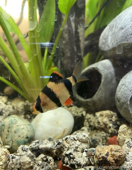 毛深いラテン系オンリーファンズ ヌード 写真