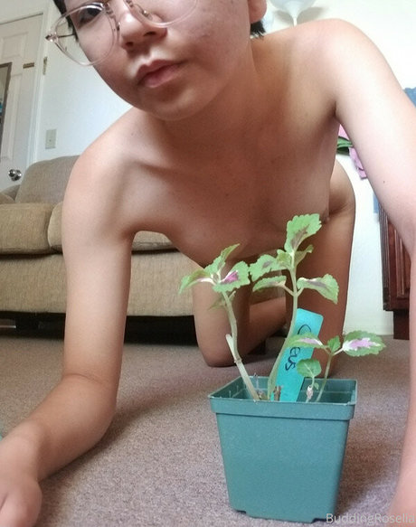 buddingroselia HDスター 写真