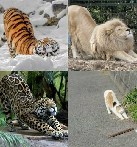 goddessbendis2 独占女優 写真