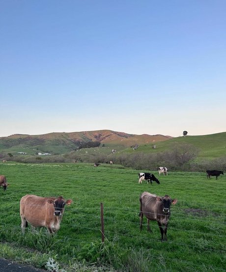 Anika Grace HD女優 画像