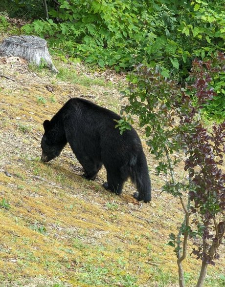 BBWキティOnlyFans 無料ポルノ 画像