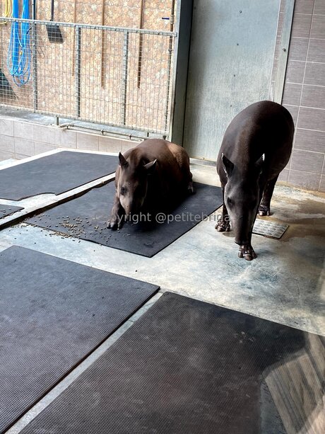 ルビーオンリーファン 可愛い ギャラリー
