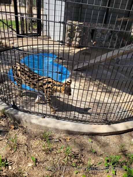 妊娠中のアジア人オンリーファンズ ベスト 画像