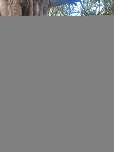 Petite Romani 69 ホットスター 画像