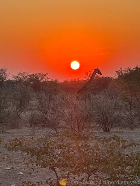 Nordicguy94 HDモデル 写真