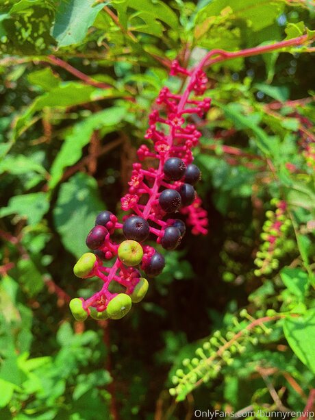 Dropofhoney エロティック女優 ギャラリー