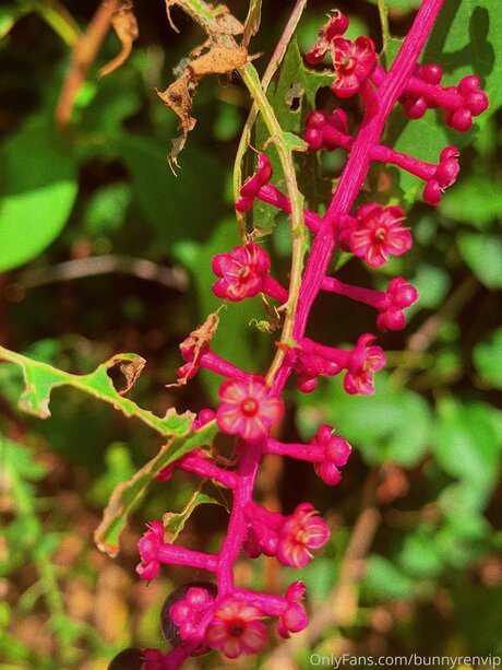 Dropofhoney 限定モデル ギャラリー