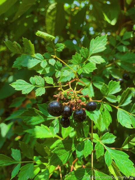 Dropofhoney ポルノスター 裸 アーカイブ