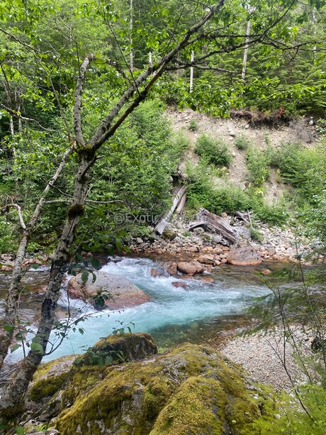 Exotic X Bunny 限定スター ギャラリー