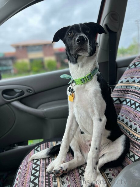 Sluttyshy ホットなポルノスター 画像