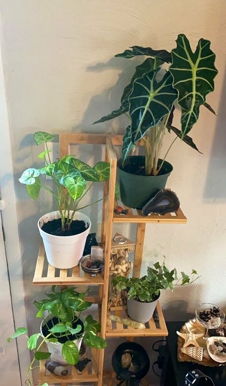 goddessnikkikit トップ女優 写真