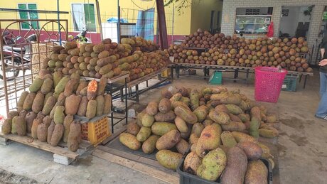 Endura soon HDモデル ギャラリー