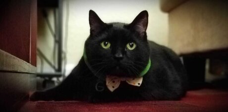 Wraith23 ポルノスター セクシー 写真